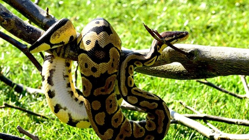 Best Python Courses On Udemy